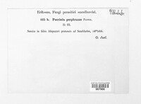 Puccinia recondita image
